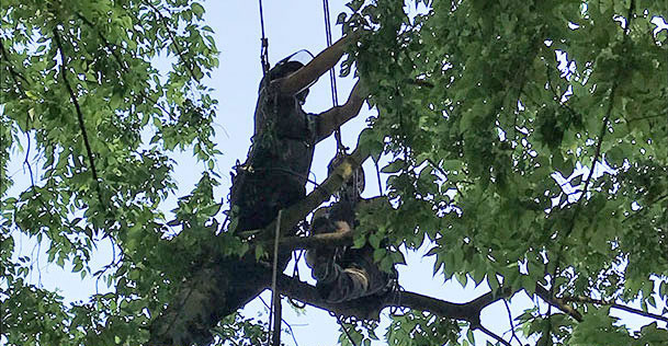 Das baum braun Team bei der Rettungsübung im Schlosspark von Schwetzingen