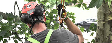 Seilklettertechnik in schwierigen Situationen bei der baum braun
