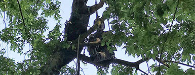 Rettungsübung in Schwetzingen mit der baum braun