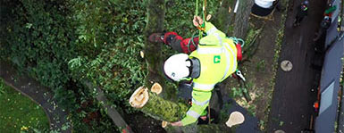 Distelforst Werbevideo mit dem baum braun Team