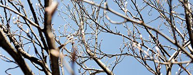 Bäume im Winter - der baum braun